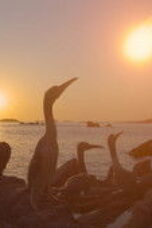 Nonton Film The Dinosaurs Season 1 Episode 4 Sub Indo